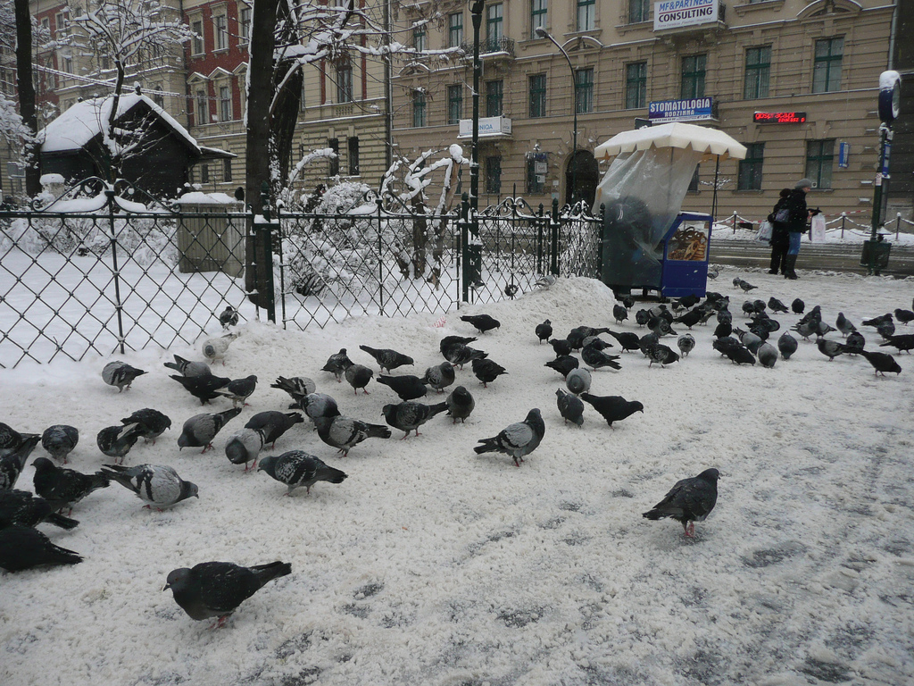 karmienie ptaków zimą